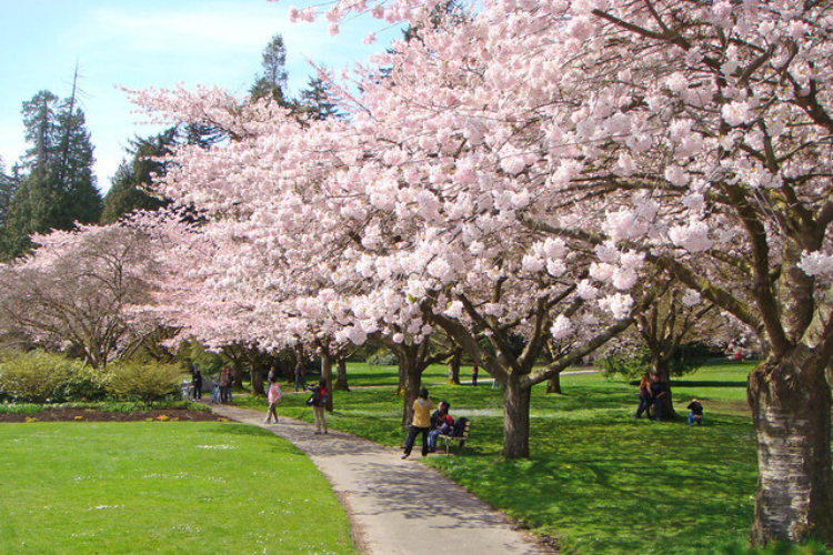 Stanley Park 史丹利公園櫻花