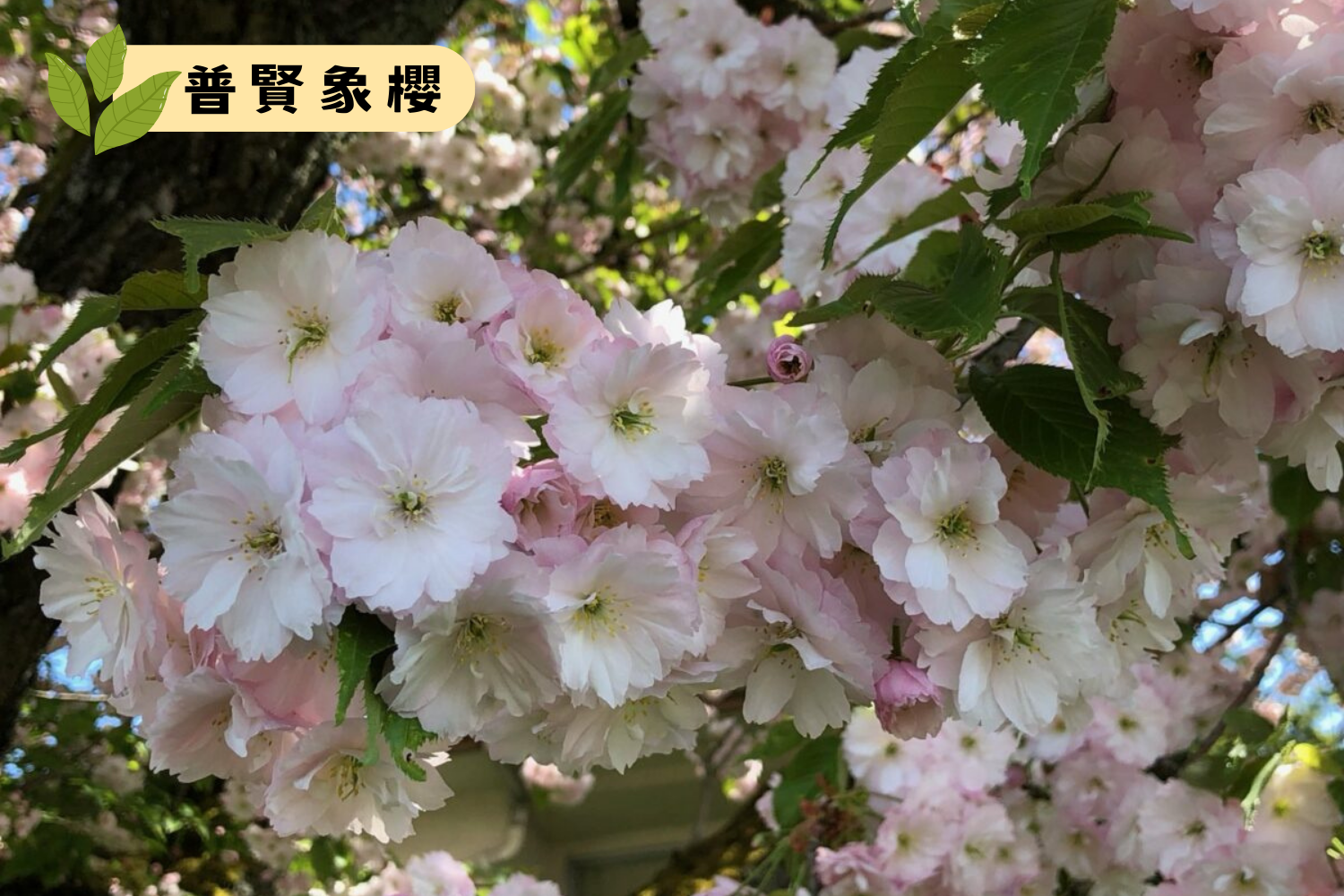 普賢象櫻 Shiro-fugen Cherry Blossoms