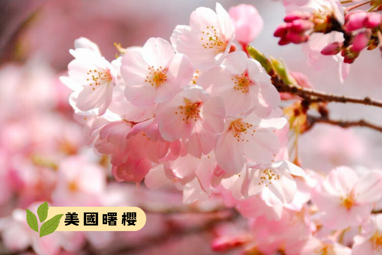 美國曙櫻 Akebono Cherry Blossoms