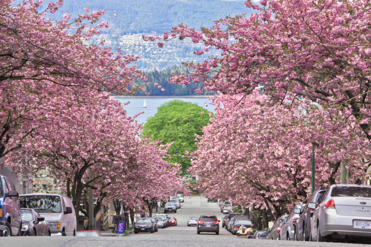 溫哥華市中心櫻花