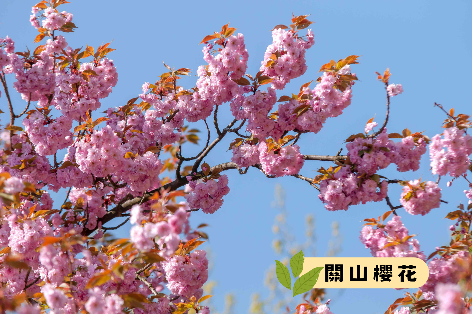 關山櫻花 Kanzan Cherry Blossoms