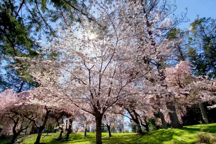 範杜森植物園櫻花
